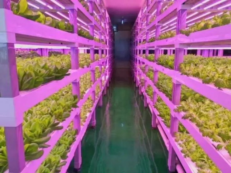 探寻AI时代智慧农业新未来！2024年生物光学与智慧农业国际论坛在广州召开(图2)