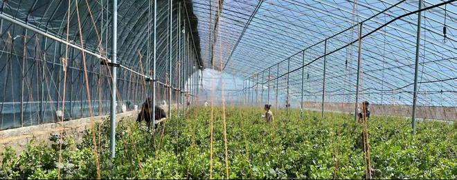 九游娱乐文化：AI赋能乡村振兴：烟台市桃村镇贾家沟村智慧农业发展的案例研究(图6)